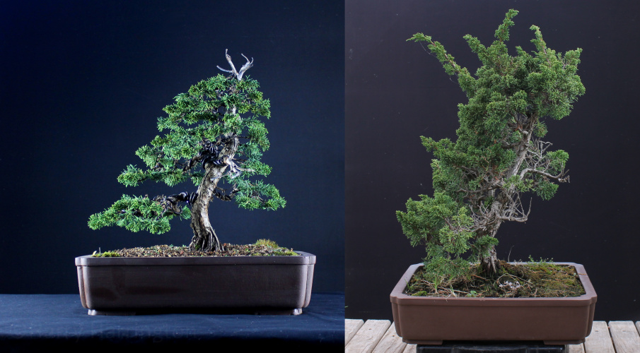 chinese juniper itoigawa bonsai